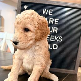 Mira - Apricot female Goldendoodle puppy in Macclenny, Florida from Baker County Goldendoodles