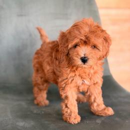 Red Boy 3250 free USdelivery - Red  male Goldendoodle puppy in Mayfield, Utah from Ruff Country Doodles