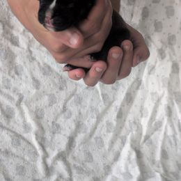 Rowan - Brindle male Boxer puppy in New Holland, Pennsylvania from Shady Rill puppies