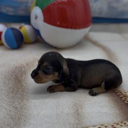 Wildboar Wirehair Male - Wild boar male Dachshund puppy in Killeen, Texas from Southern Dachshunds