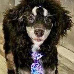 Finn - Poodle