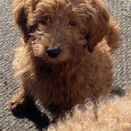 Aussiedoodle, Double Doodle, Goldendoodle, and Labradoodle Puppies from Doodle Paw Ranch