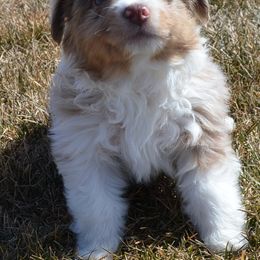 Miniature Australian Shepherd Puppies from Battleborn Aussies and Bengals