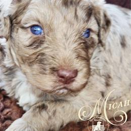 Micah - Brown merle male Aussiedoodle puppy in Ennis, Texas from God’s Little Aussies