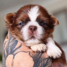 Reese - Liver and white male Shih Tzu puppy in Warren, Michigan from Danielle's Yorkie Babies