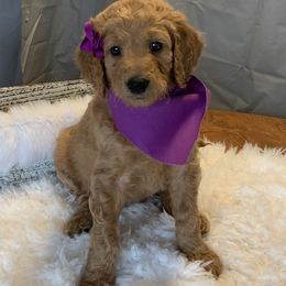 Purple Girl - Goldendoodle puppy in Marionville, Missouri from Wright Ranch Doodles