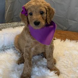 Purple Girl - Goldendoodle puppy in Marionville, Missouri from Wright Ranch Doodles