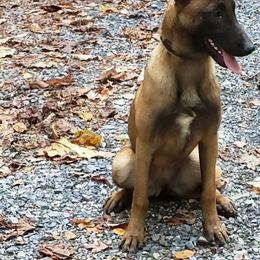 Belgian Malinois Puppies from Exogenic Arma Contra Malum K-9