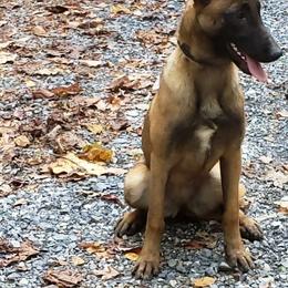 Belgian Malinois Puppies from Exogenic Arma Contra Malum K-9