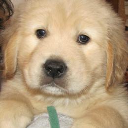Golden Retrievers from Mischief Golden Retrievers