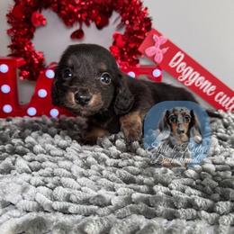 Louie - Black and tan male Dachshund puppy in Adamsville, Tennessee from Shiloh Ridge Dachshunds