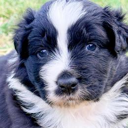 Remedy - Black & white female Australian Shepherd puppy in Mineral Wells, Texas from A6 Australian Shepards
