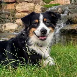Miniature Australian Shepherds from Sherry's Miniature Australian Shepherds