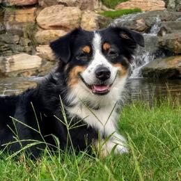 Miniature Australian Shepherds from Sherry's Miniature Australian Shepherds
