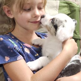 American Corgi, Cardigan Welsh Corgi, and Pembroke Welsh Corgi Puppies from DnD Corgis