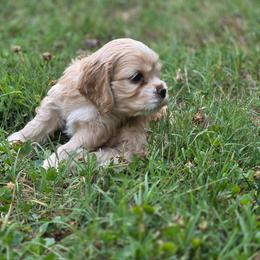 Frisco - Buff male Cocker Spaniel puppy in Winston Salem, North Carolina from The Hearthstead