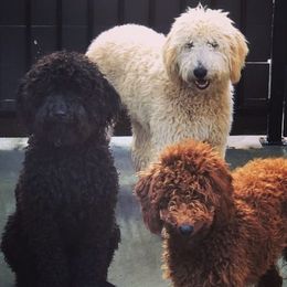 Goldendoodles and Labradoodles from Dreamy Doodles