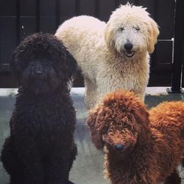 Goldendoodles and Labradoodles from Dreamy Doodles