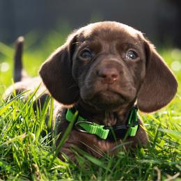 Green - Chocolate male Dachshund puppy in Bakersfield, California from LongDogs Bakersfield
