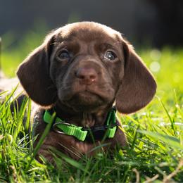 Green - Chocolate male Dachshund puppy in Bakersfield, California from LongDogs Bakersfield
