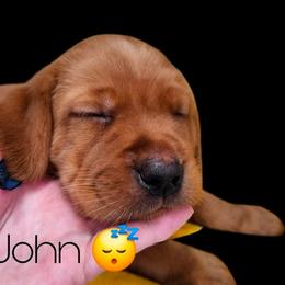 John - Yellow male Labrador Retriever puppy in Sidney, Nebraska from Nebraska Strong Labradors