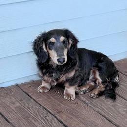 Blue - Dachshund