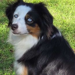 Zucci - Miniature Australian Shepherd