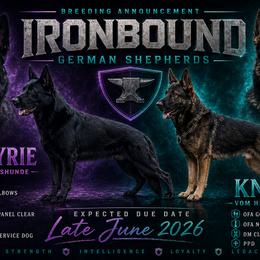 German Shepherd puppies from Ironbound German Shepherds