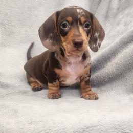 Lizzy jr - Dapple female Dachshund puppy in Trenton, Florida from Kings Dachshunds