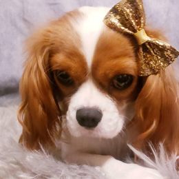 Cavalier King Charles Spaniels from Holliday Cavalier King Charles Spaniels