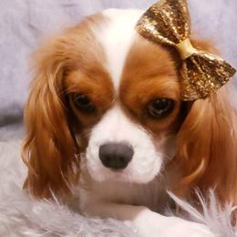 Cavalier King Charles Spaniels from Holliday Cavalier King Charles Spaniels