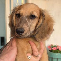 Hank - Dapple male Dachshund puppy in Lexington, Oklahoma from Long Doggy Acres Miniature Dachshunds