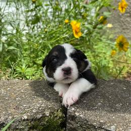 Marshall - Tri-color male Border Collie puppy in Dorr, Michigan from Pineview Farm