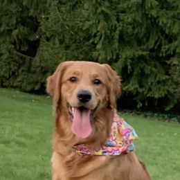 Baylee - Golden Retriever