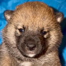'Pepe' - Red male Shiba Inu puppy in Clewiston, Florida from Animal Farm Shiba Inus & Mameshibas