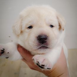Boy 1 - Yellow male Labrador Retriever puppy in Holyoke, Massachusetts from Urban Oak Labradors LLC