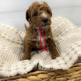 Goldendoodle and Poodle Puppies from Jade’s Paws & Co. Of Miami LLC