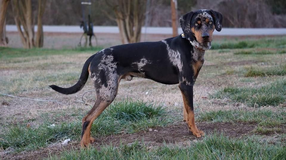 Rimrock Catahoulas in New Mexico | Catahoula Leopard Dog puppies | Good Dog