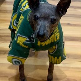 American Hairless Terrier All Grown Up from Vinegar Hill Kennel