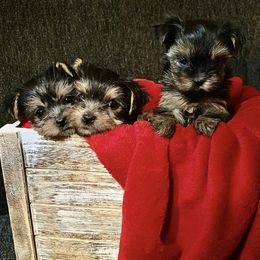 Yorkshire Terriers from De La Cruz Yorkies