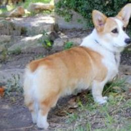 French Bulldogs and Pembroke Welsh Corgis from Genuwin