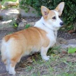French Bulldogs and Pembroke Welsh Corgis from Genuwin