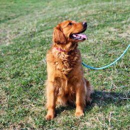 Kally - Golden Retriever