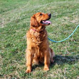 Kally - Golden Retriever