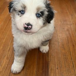 Aussiedoodle and Australian Shepherd Puppies from Queen Bee Aussies