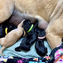 Black collar male - Yellow male Labrador Retriever puppy in Sandpoint, Idaho from Allen Sunnyside AKC Labs
