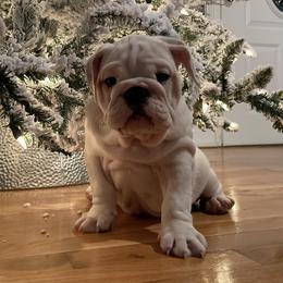 Bulldog and French Bulldog Puppies from The Georgia Bully Bunch