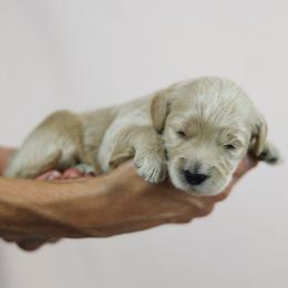 Glenda - Cream female Goldendoodle puppy in Pleasant Grove, Utah from Canterbury Canines