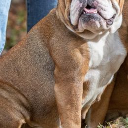 Boxers, Bulldogs, and Shih Tzus from Karmash Boxers, Bulldogs and Krymson Kandy Shihtzus