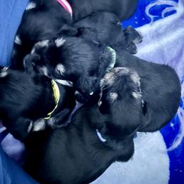Pink collar - Black and silver female Miniature Schnauzer puppy in Springfield, Tennessee from My Lovable Schnauzers